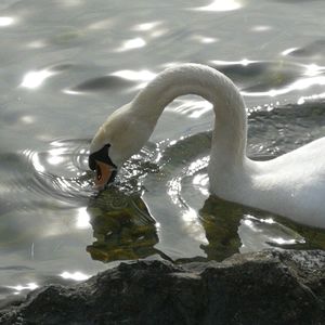 Swan swimming in lake