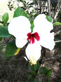 Close-up of white flowers