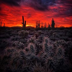 Cactus growing on field against dramatic sky during sunset