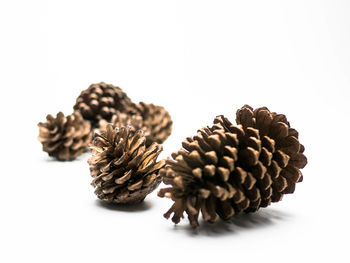 Close-up of pine cone against white background