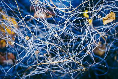 Full frame shot of dry plants