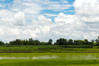 Scenic view of field against sky