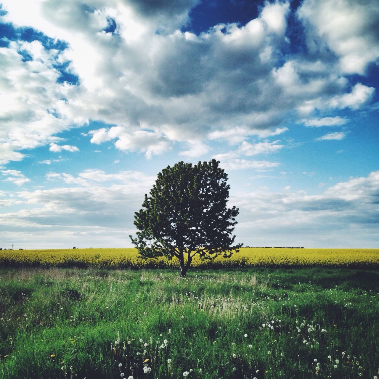 sky, field, tranquil scene, landscape, tranquility, growth, beauty in nature, agriculture, rural scene, scenics, tree, nature, cloud - sky, cloud, grass, farm, crop, cloudy, horizon over land, cultivated land