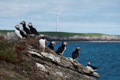 Group of puffins on cliff against the sea and a wind turbine