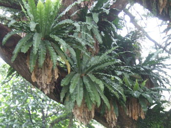 Plants growing on tree trunk