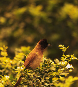 Close-up of bird perching on tree