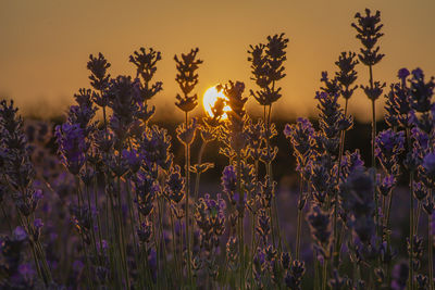 Close-up of purple flowering plants on field against sky during sunset