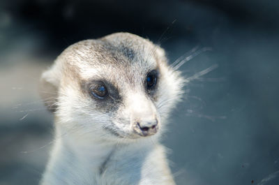 Close-up of meerkat