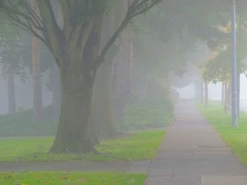 Footpath amidst trees