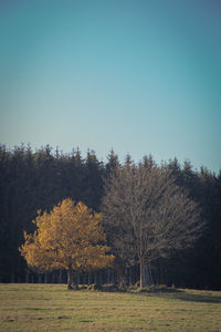 Trees on field against clear sky during autumn