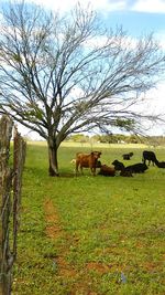 Cows grazing on grassy field