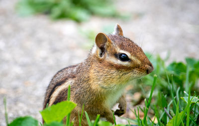 animal