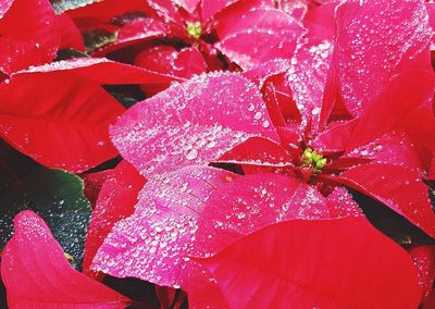 Close-up of wet red flowering plant