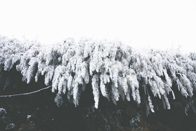 Trees against sky