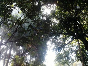 Low angle view of trees against sky