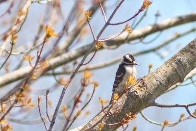 Low angle view of bird perching on branch against sky