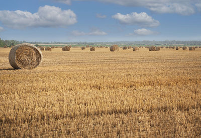 Harvested field with straw bales. summer and autumn harvest concept.