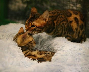 Two cats  in cage on blanket