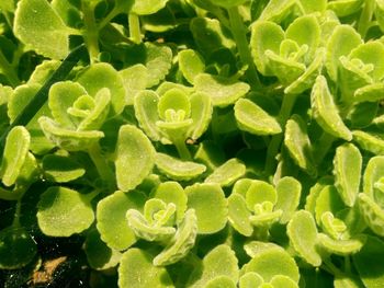 Full frame shot of fresh green plants