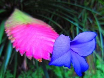 Close-up of pink flower blooming outdoors