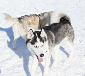 Close-up of dogs on snow field