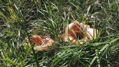 Close-up of mushroom growing on field