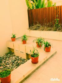 Potted plants in the yard