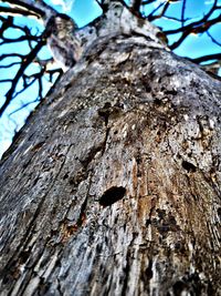 Low angle view of tree trunk