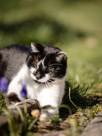 Close-up of cat sitting on field