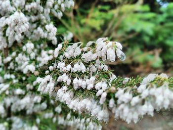 Close-up of white flowers