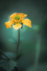 Close-up of yellow flowering plant