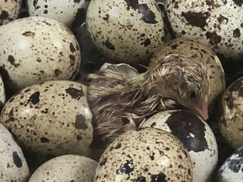 animal egg