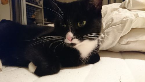 Close-up of cat relaxing on bed at home