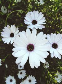 Close-up of white flowers blooming outdoors