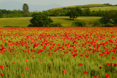 Red poppy flowers in field