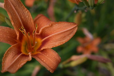 Close-up of orange day lily on plant