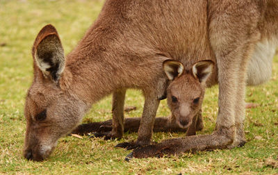 Close-up kangaroo grazing on field