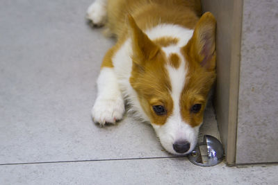 High angle view portrait of puppy