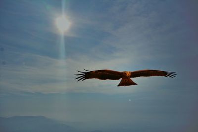 Low angle view of bird flying in sky