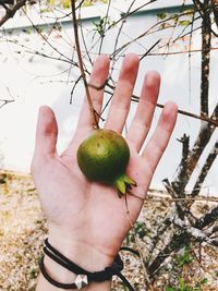 Cropped image of hand holding fruit