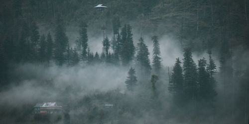Trees in forest during foggy weather