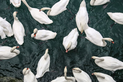 High angle view of swans swimming on lake