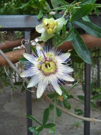 Close-up of daisy flower