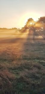 Scenic view of field against sky during sunset