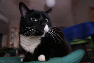 Close-up of cat sitting at home