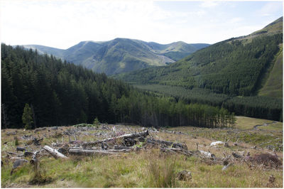 High angle view of trees on landscape against sky