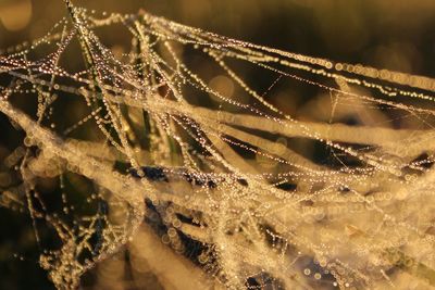 Close-up of water drops on cob web