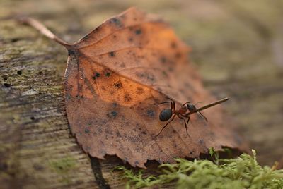 Close-up of dry leaf