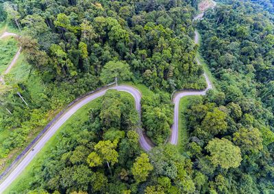 High angle view of road amidst trees in forest