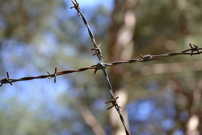 Close-up of barbed wire on branch